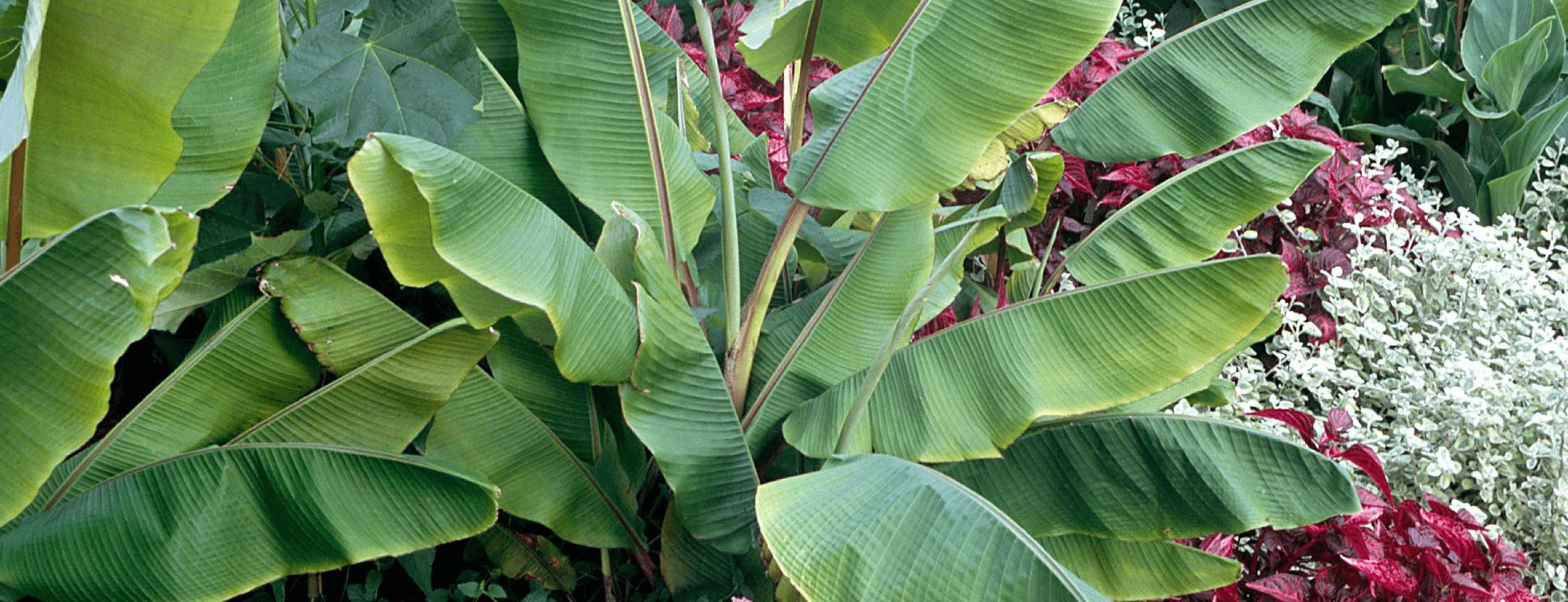 Banana Tree Background